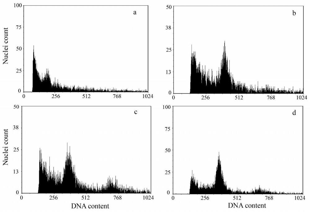 Method for constructing permanent F2 sporophyte population in undaria pinnatifida