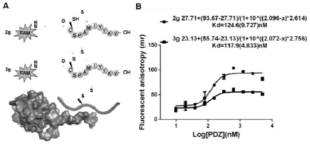 Method for selectively modifying cysteine through propargyl type sulfonium salt