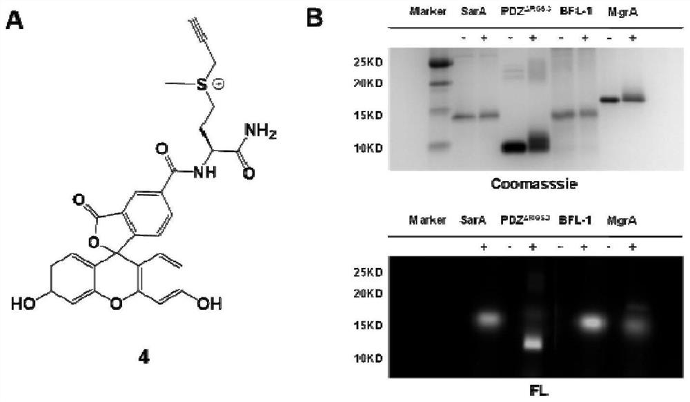 Method for selectively modifying cysteine through propargyl type sulfonium salt