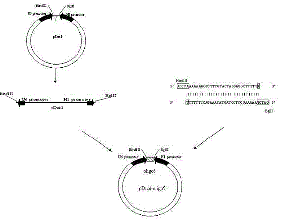 SiRNA directed at HBx and liposome preparation thereof