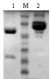 Cryptosporidium parvum immune colloidal gold detection test paper strip and production method thereof