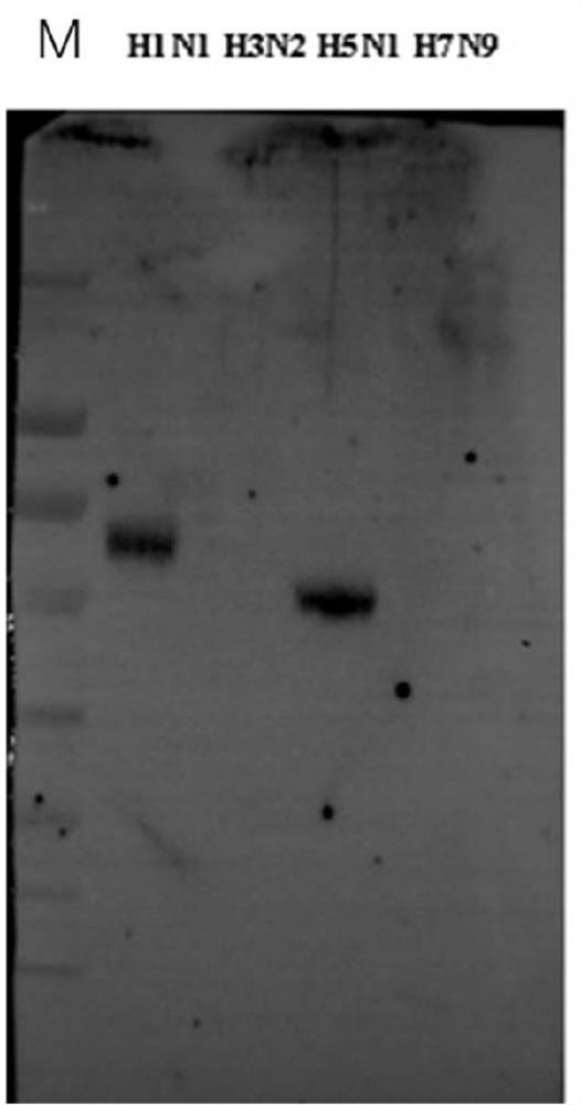 Antibody targeting influenza A virus N1 subtype NA protein