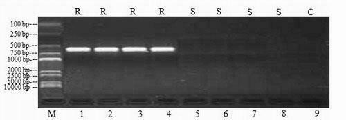 Method using sequence characterize amplified region (SCAR) signs to identify sugarcane brown rust disease resistance