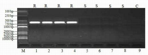 Method using sequence characterize amplified region (SCAR) signs to identify sugarcane brown rust disease resistance