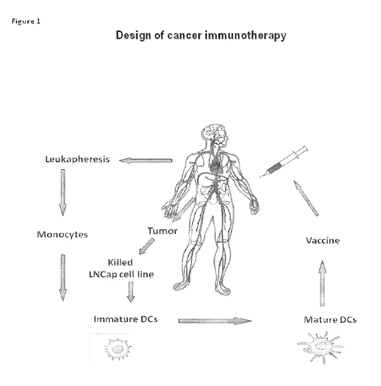 Means and methods for active cellular immunotherapy of cancer by using tumor cells killed by high hydrostatic pressure and dendritic cells