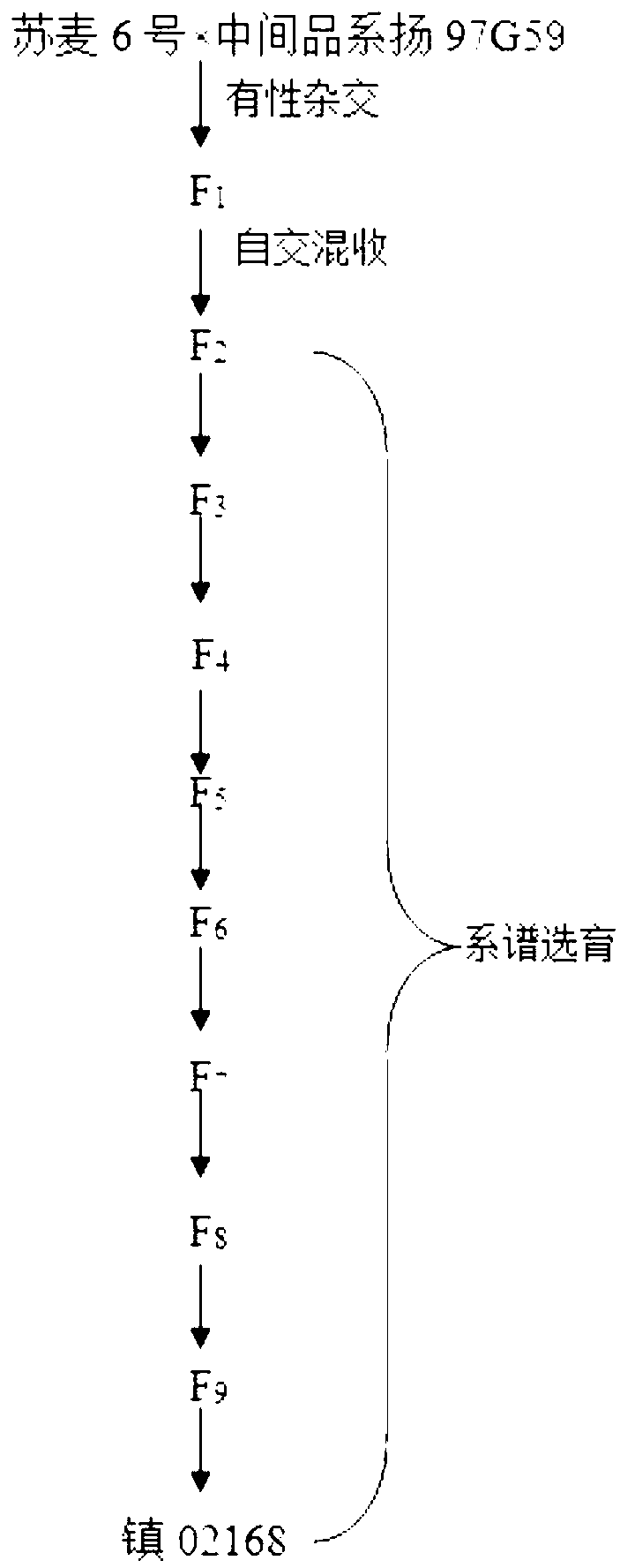 Cultivating and planting method of strong gluten wheat