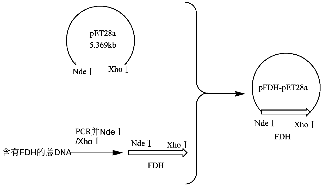 A kind of coenzyme regeneration system and preparation method thereof