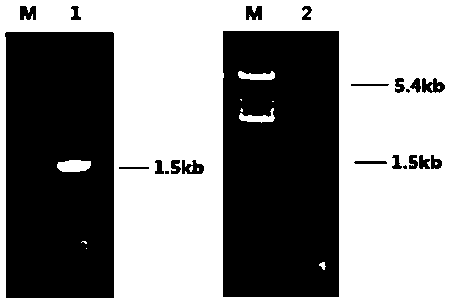 A kind of coenzyme regeneration system and preparation method thereof