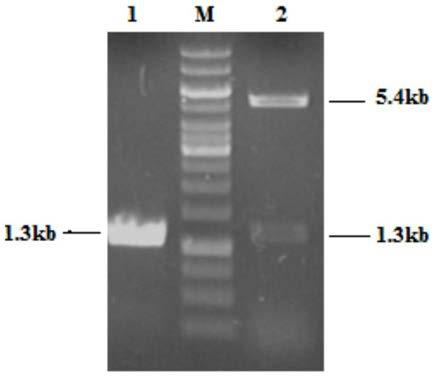 A kind of coenzyme regeneration system and preparation method thereof