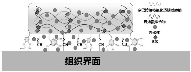 A kind of adhesive hemostatic sponge for promoting healing and preparation method thereof