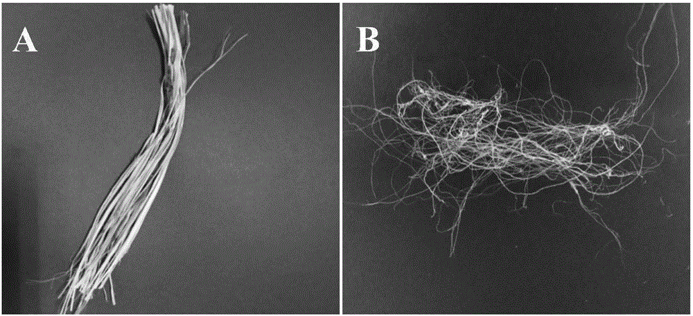 Method for efficiently degumming hemp by means of peroxidating at low temperatures under low-emission conditions