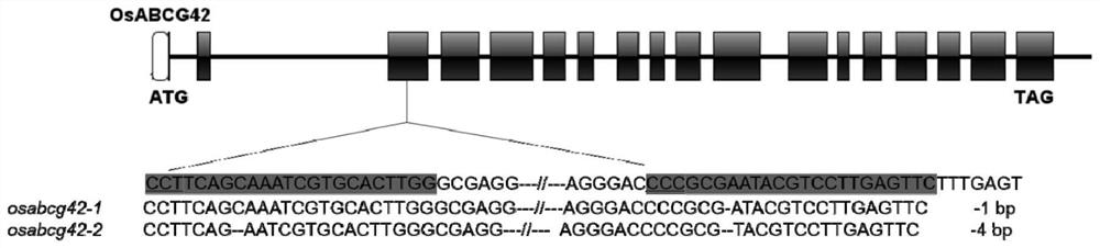 The gene osabcg42 regulating cadmium accumulation in rice, its encoded protein and its application