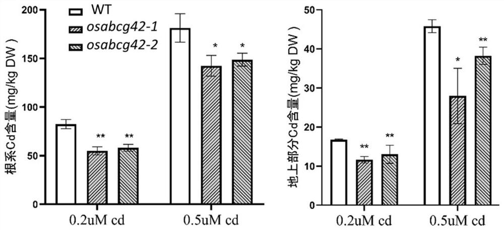 The gene osabcg42 regulating cadmium accumulation in rice, its encoded protein and its application