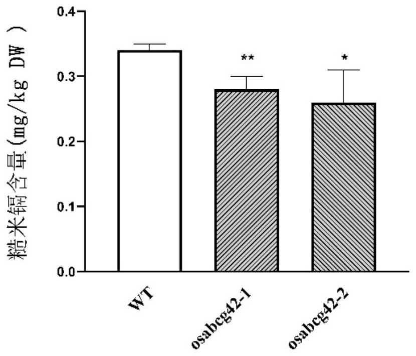 The gene osabcg42 regulating cadmium accumulation in rice, its encoded protein and its application