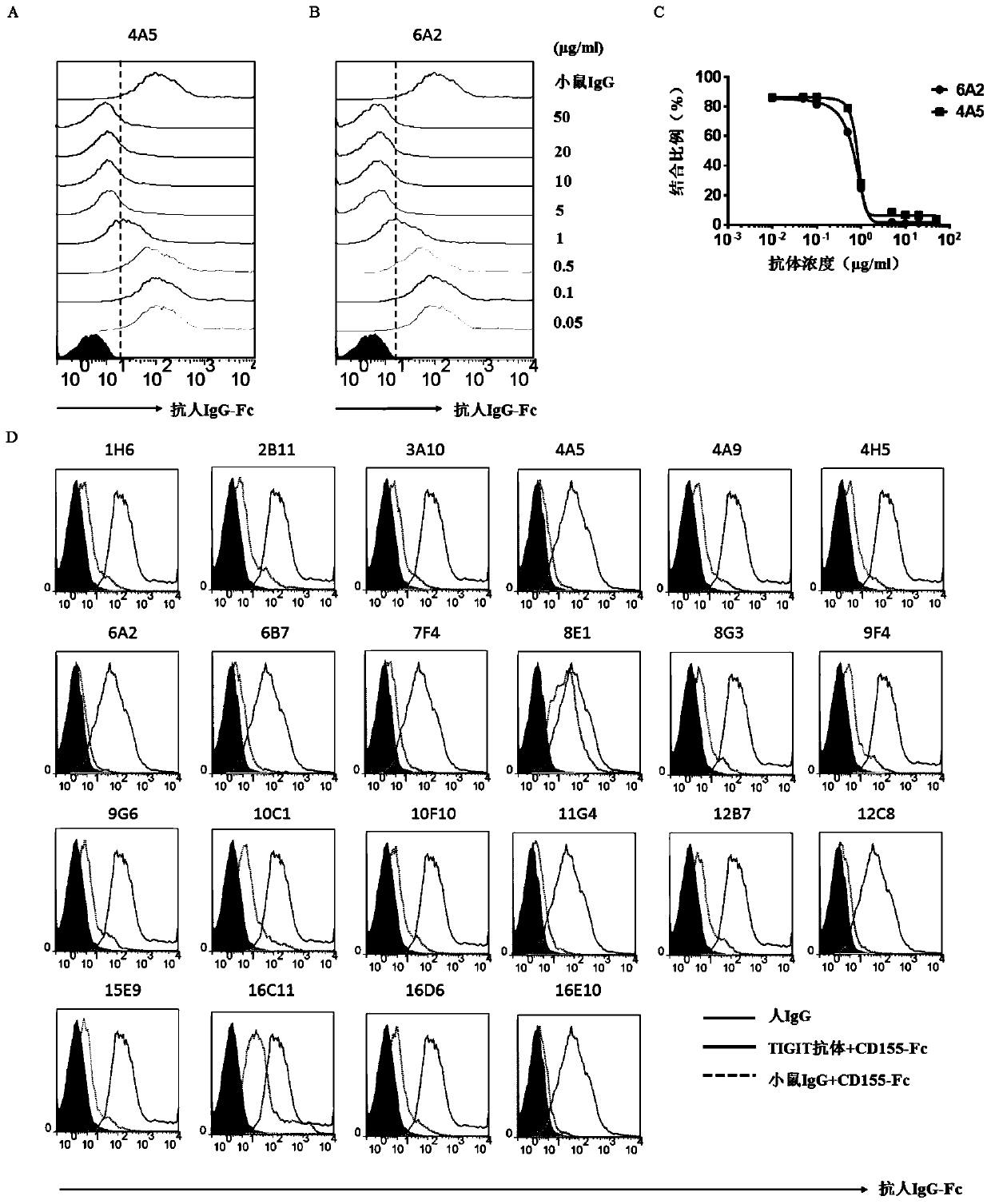 Antibody capable of binding tigit or antigen-binding fragment thereof and use thereof