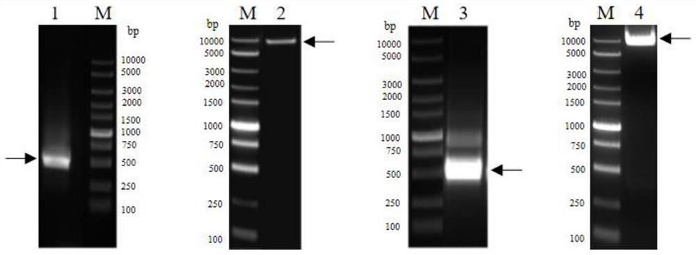 Preparation method of anti-human IFNAR1 monoclonal antibody concentrated solution