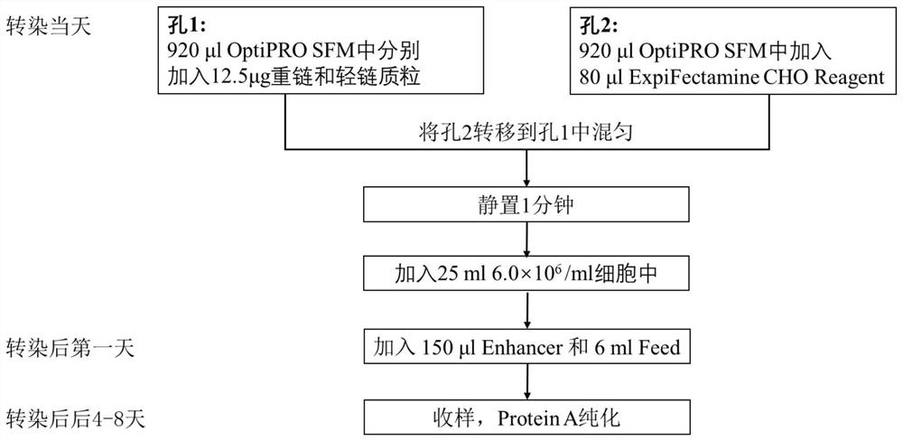 Preparation method of anti-human IFNAR1 monoclonal antibody concentrated solution