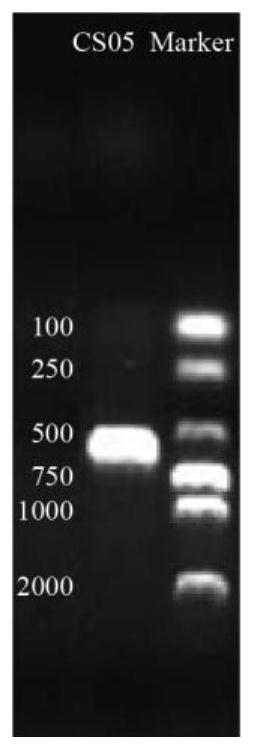 An endophytic fungus of saffron and its application in preventing and controlling bulb rot