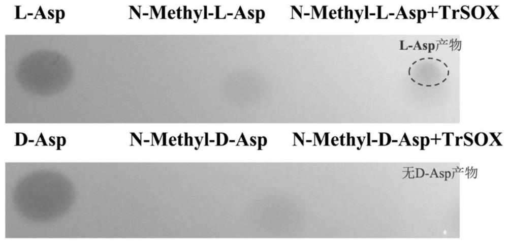 A method for enzymatic resolution and preparation of n-methyl-d-aspartic acid