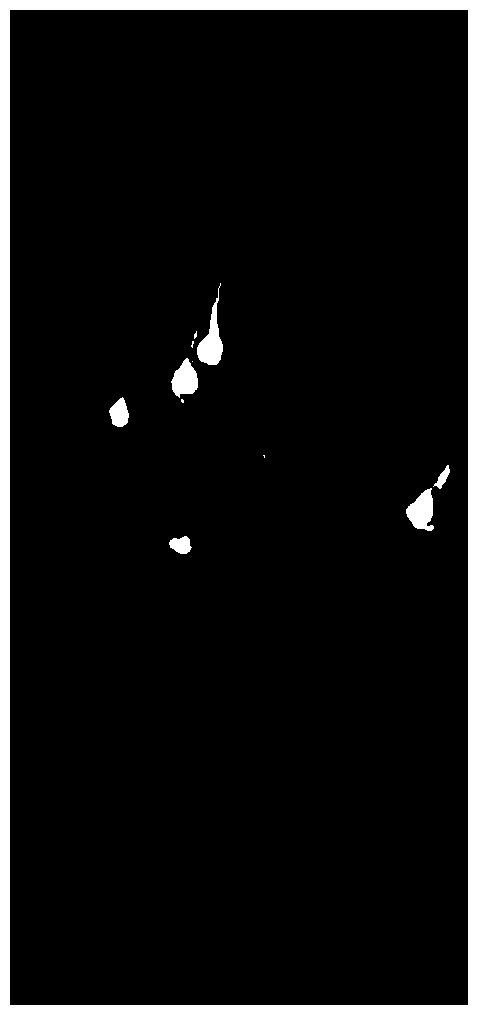 Weak background fluorescence type resin embedding method