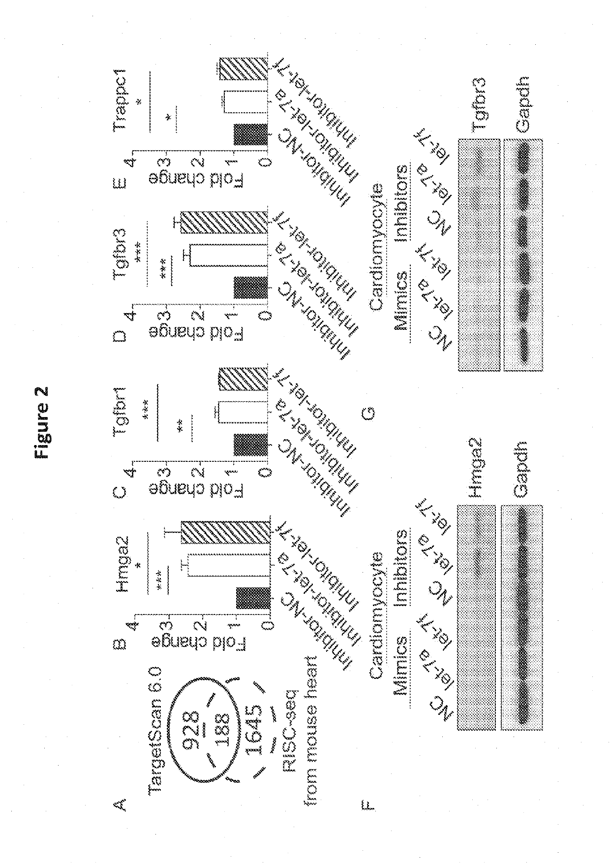 Microrna let-7 and transforming growth factor beta receptor iii axis as target for cardiac injuries