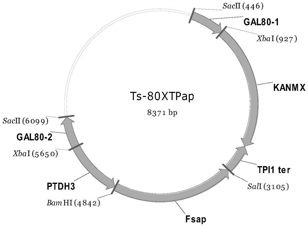 Saccharomyces cerevisiae engineering bacteria for producing farnesene and application thereof