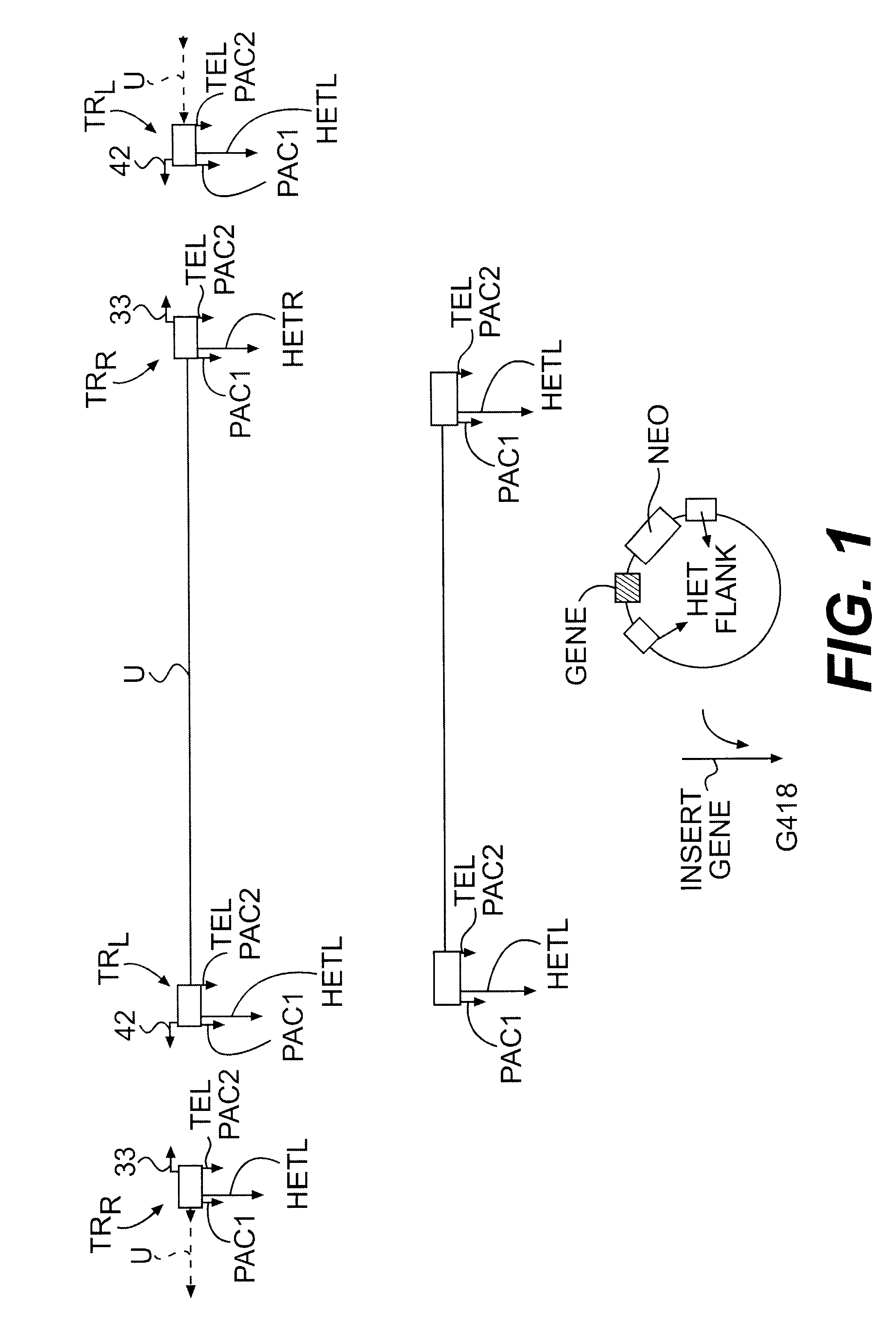 Lymphotropic agents and vectors