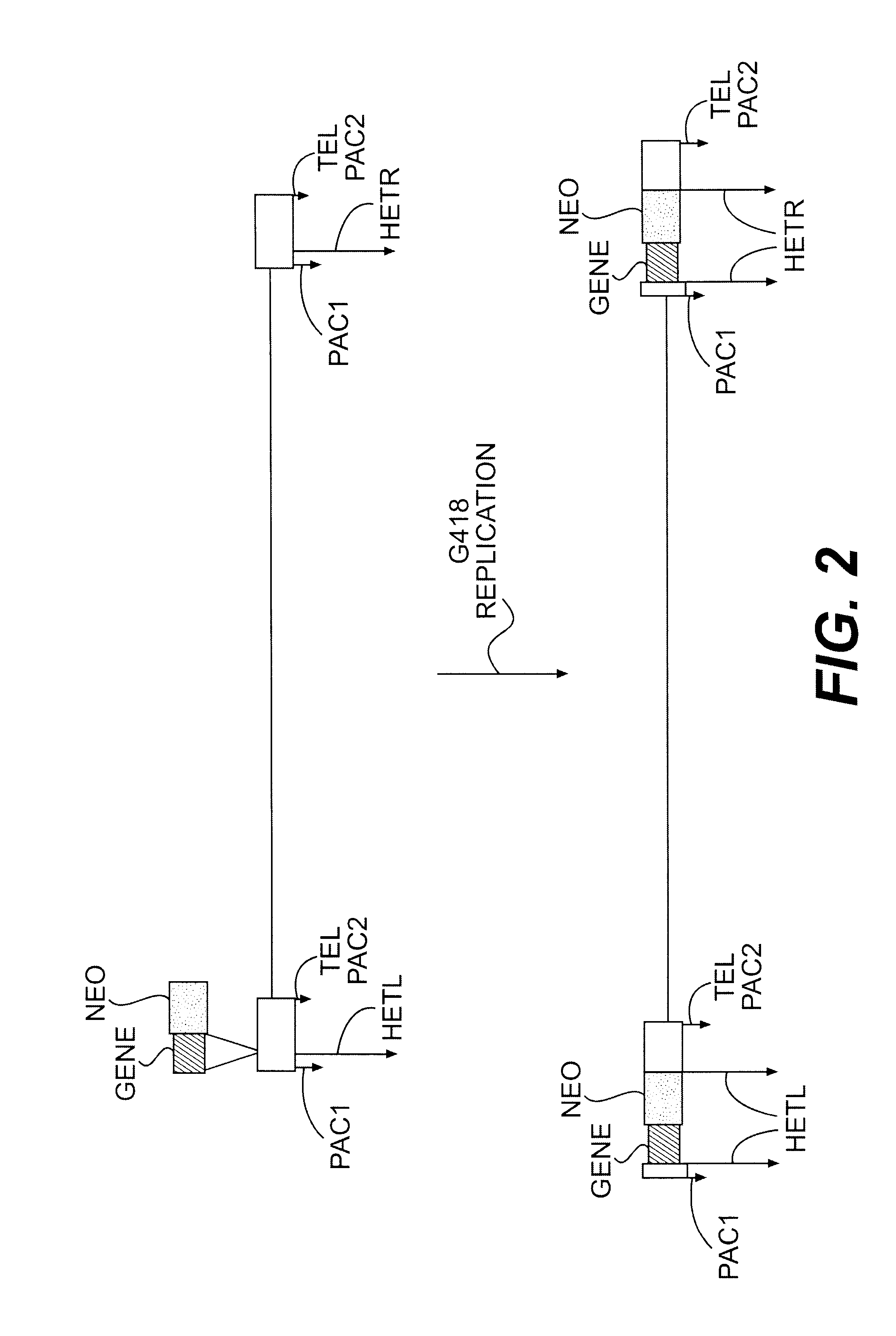 Lymphotropic agents and vectors