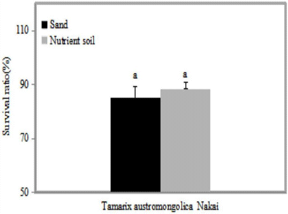 Industrial tissue culture and rapid propagation technology for tamarix chinensis