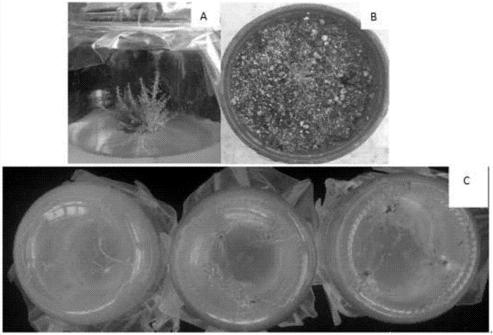 Industrial tissue culture and rapid propagation technology for tamarix chinensis