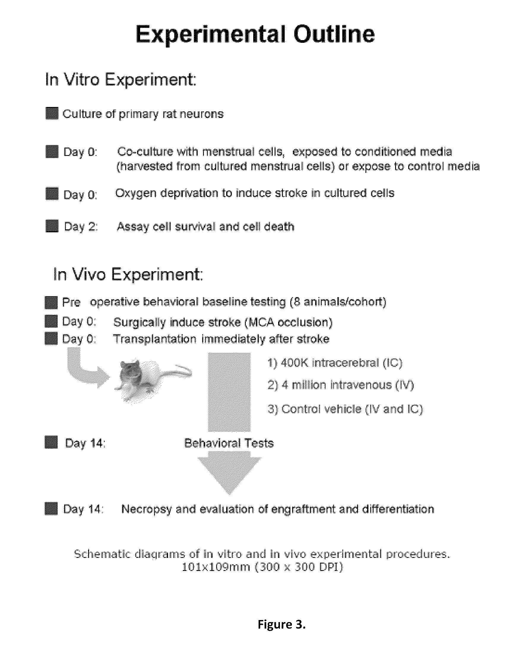 Methods of treating stroke using stem cell-like menstrual blood cells