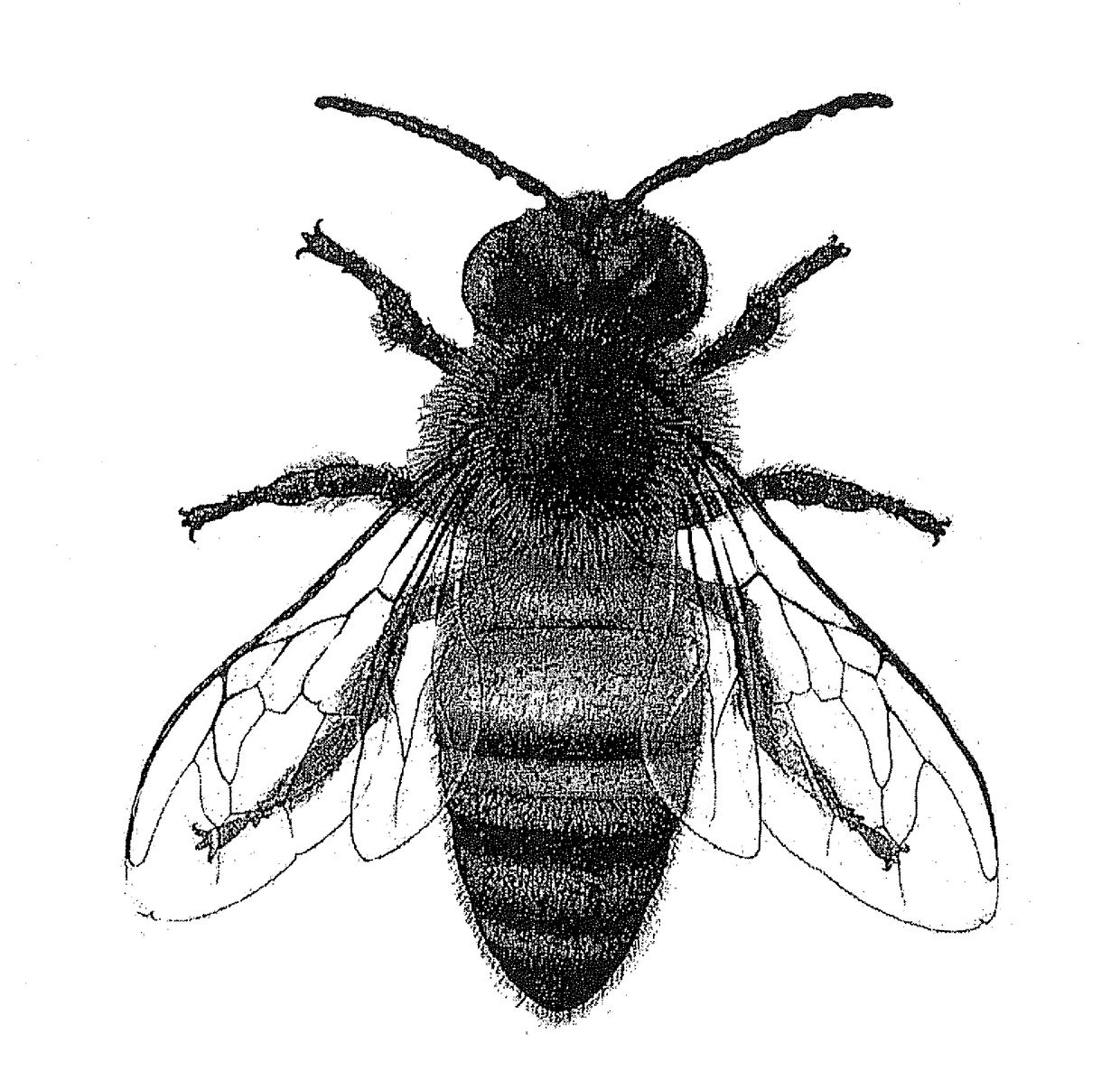 Method and System for Protecting Honey Bees, Bats and Butterflies from Neonicotinoid Pesticides