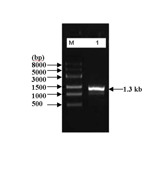 Constructing method of zein gene RNAi (Ribonucleic Acid Interference) carrier