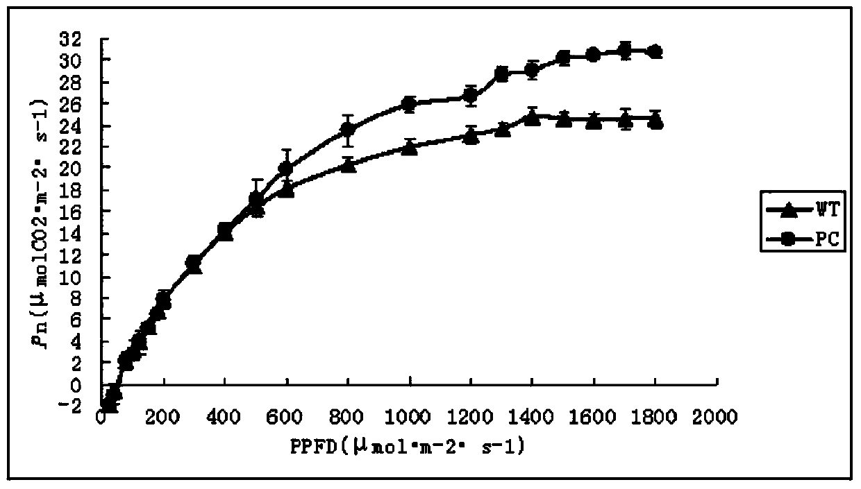 C4 type phosphoenolpyruvate carboxylase (PEPC) gene of corn and application thereof in wheat