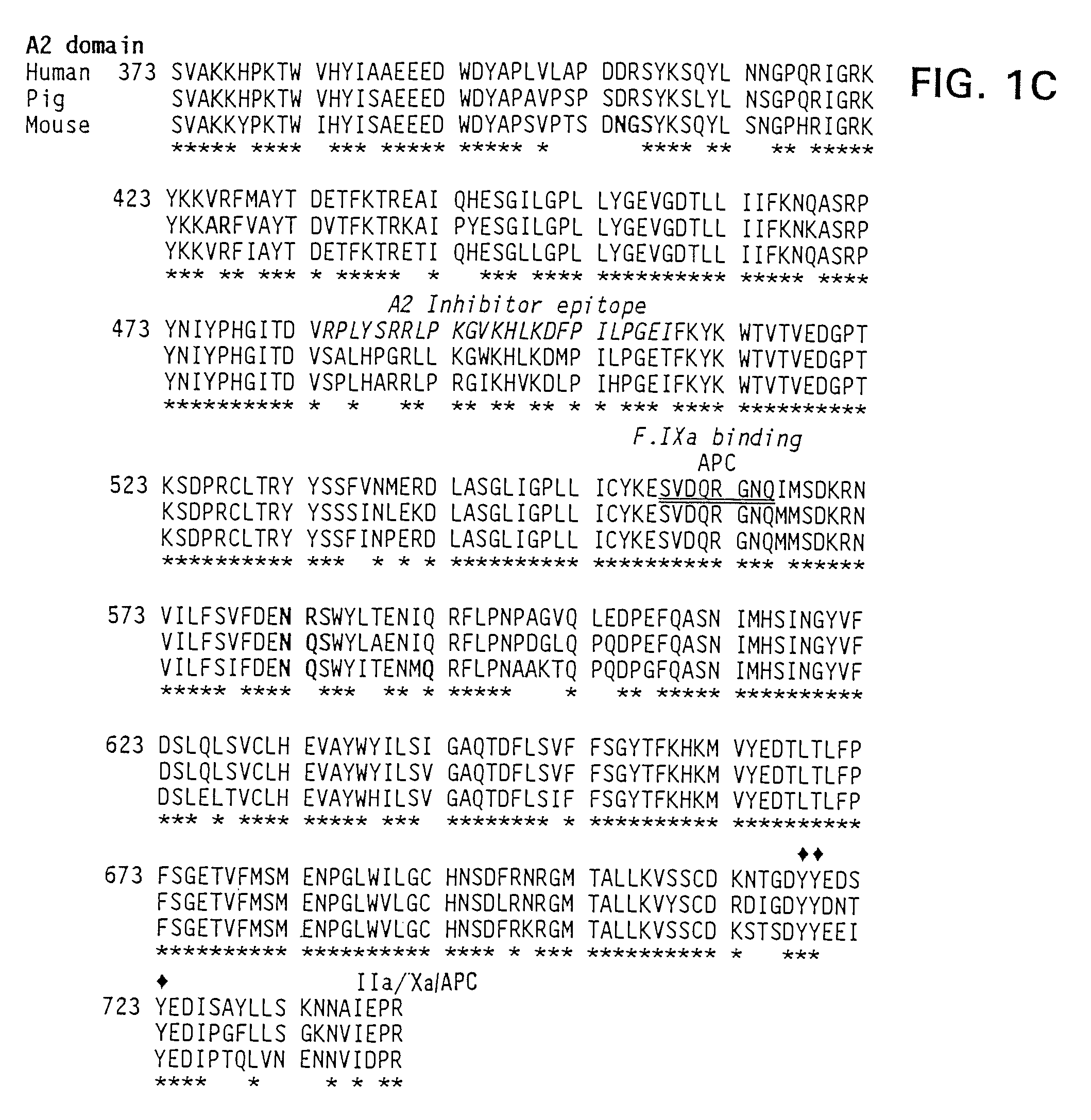 Modified factor VIII