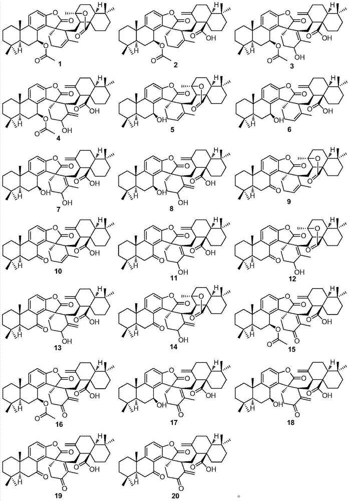 Diterpene dimer compounds and pharmaceutical compositions and preparation method and application thereof