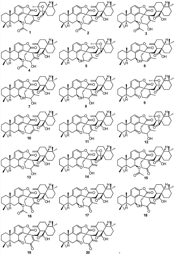 Diterpene dimer compounds and pharmaceutical compositions and preparation method and application thereof