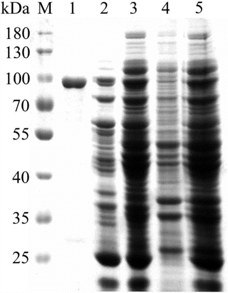 Application of beta-glucosidase to converting total flavonoids of herba epimedii to prepare baohuoside I