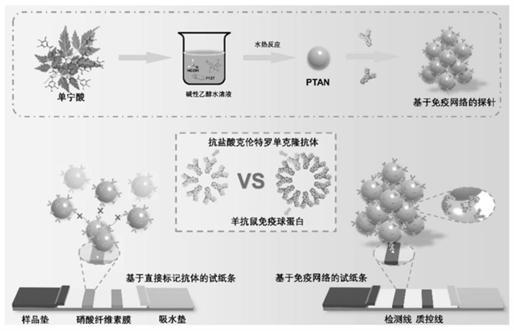 Tannic acid immune network and clenbuterol hydrochloride test strip detection method