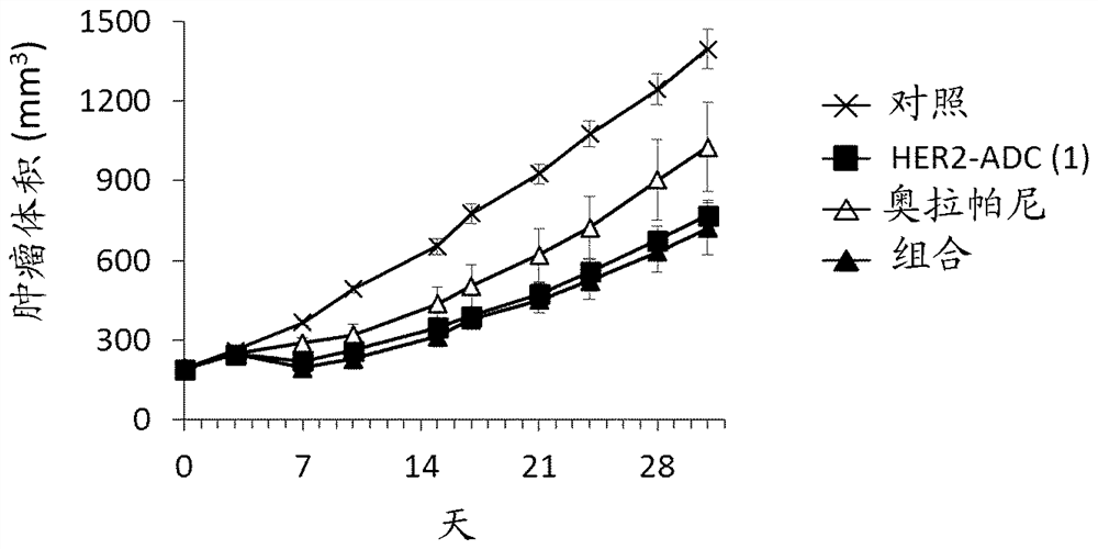 Combination of antibody-drug conjugate with parp inhibitor