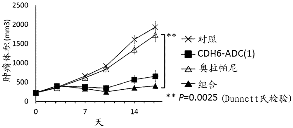 Combination of antibody-drug conjugate with parp inhibitor