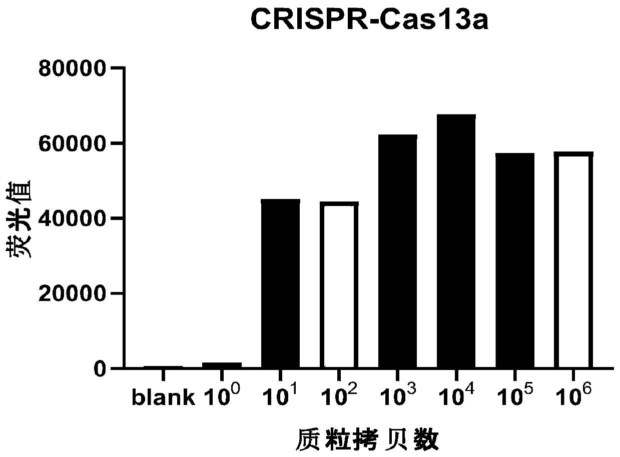 Method for detecting Mycobacterium tuberculosis from sputum