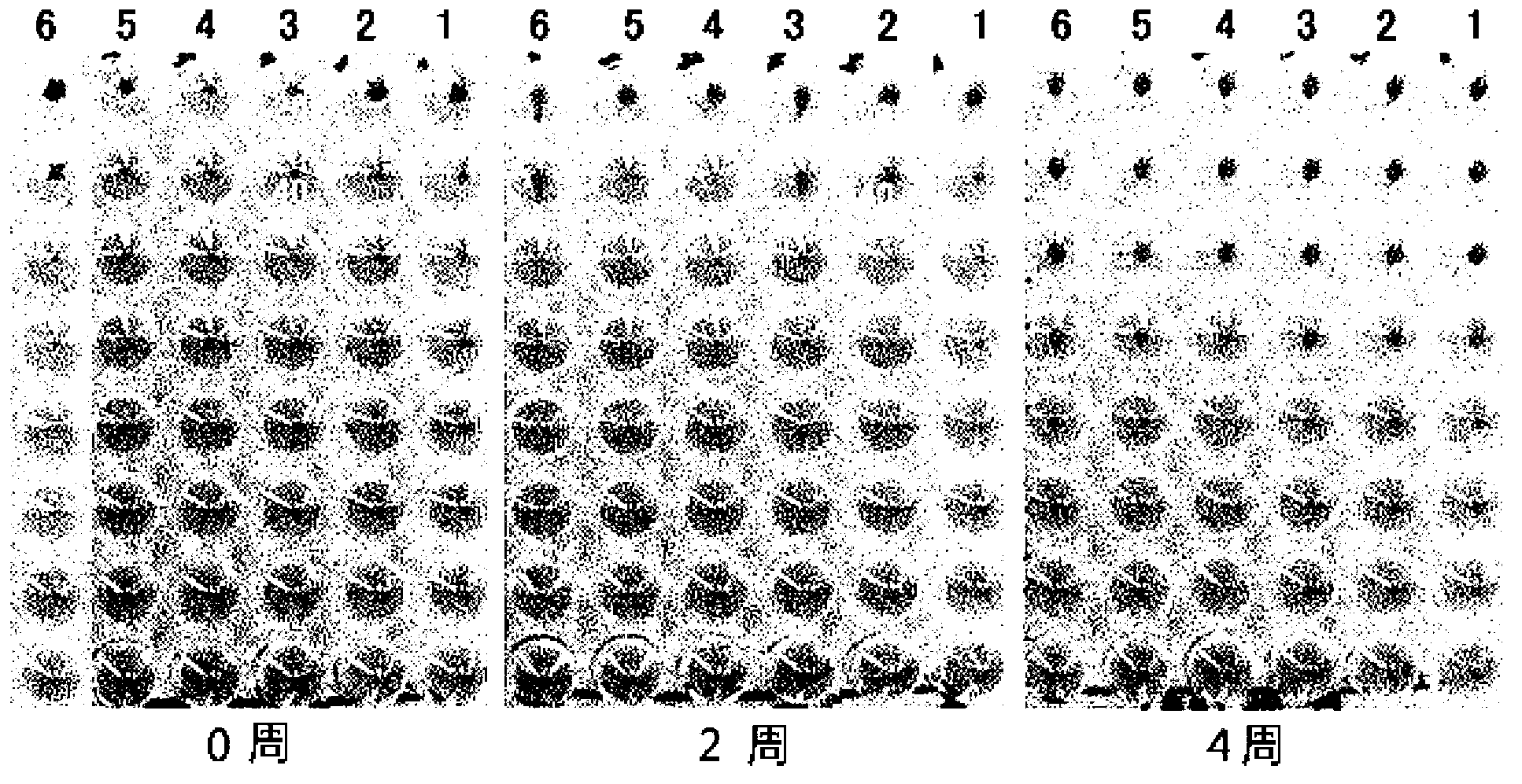 MDCK-derived cell lines adapted to serum-free culture and suspension culture and method for preparing vaccine virus using the cells