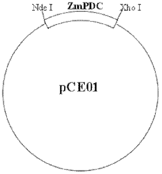 Constructs, strains and methods for ethanol biosynthesis by cyanobacteria