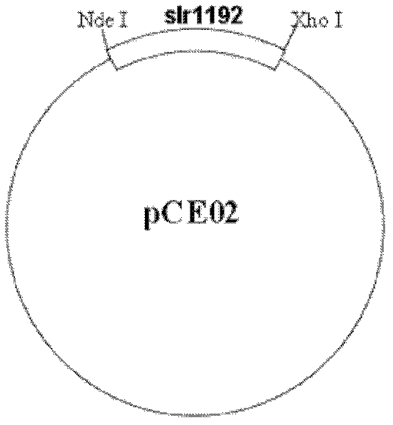 Constructs, strains and methods for ethanol biosynthesis by cyanobacteria