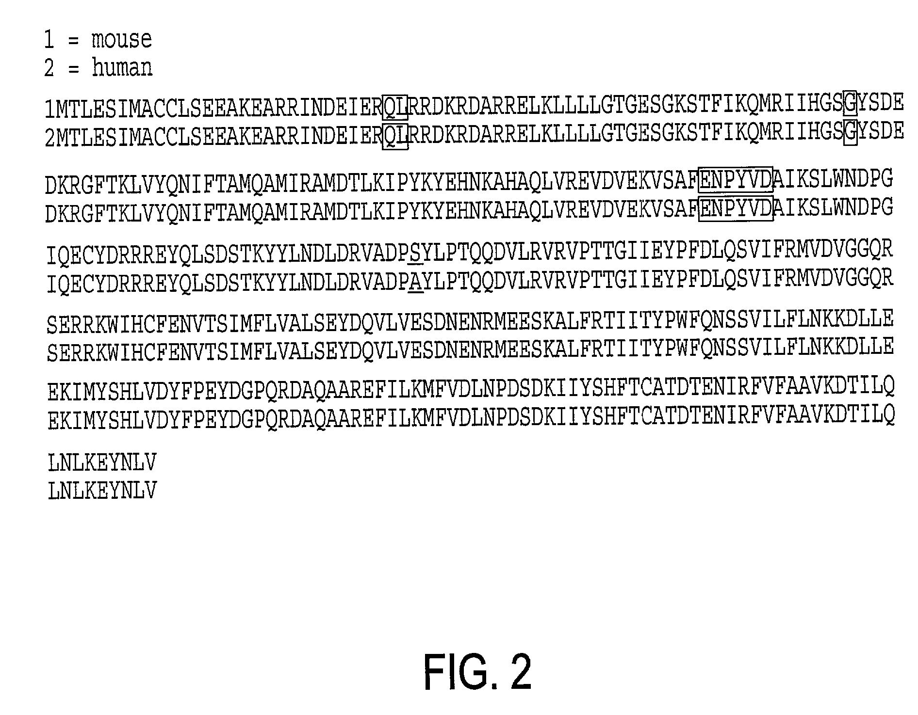 Galphaq protein variants and their use in the analysis and discovery of agonists and antagonists of chemosensory receptors