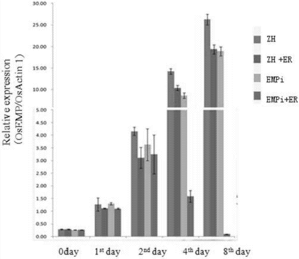 Application of EMP gene in differentiation and development of rice callus