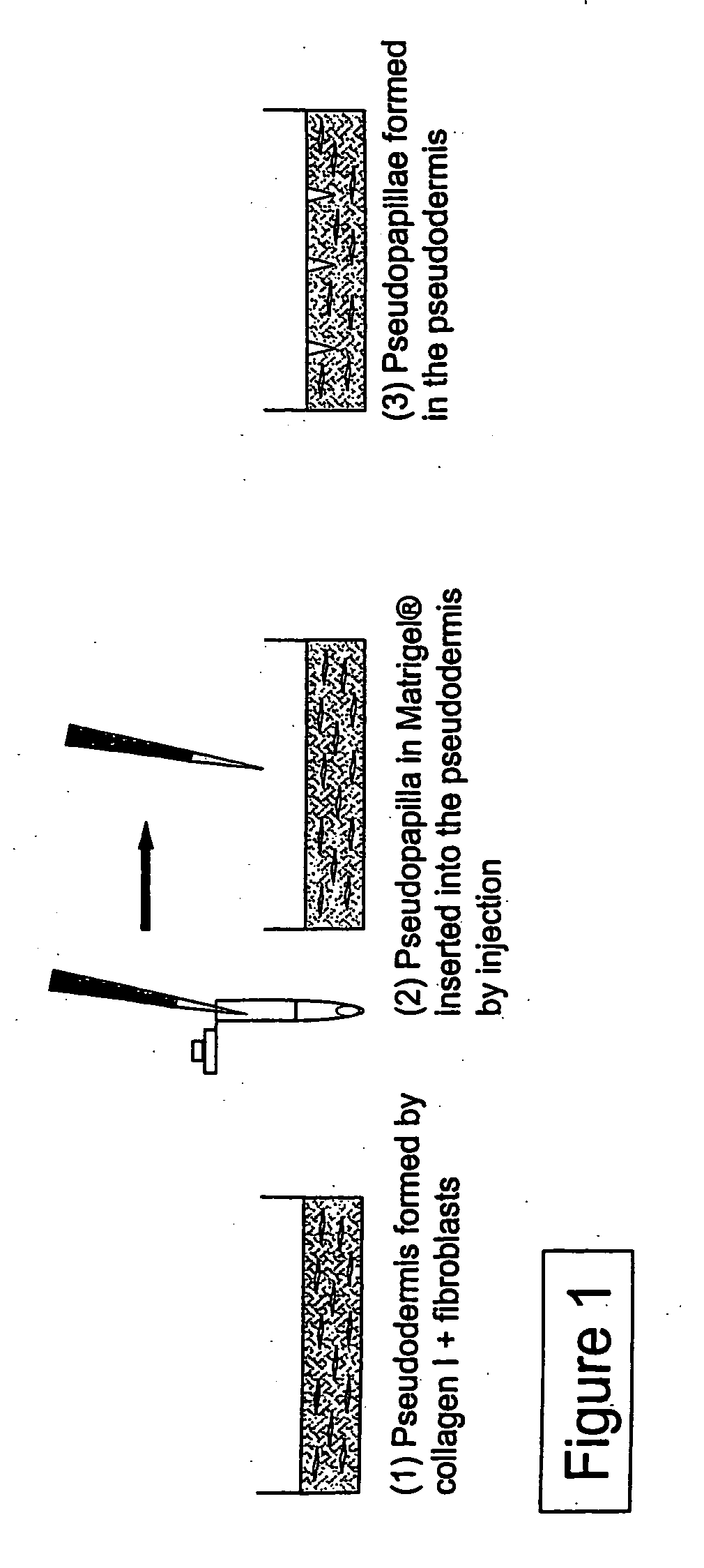 Skin/hair equivalent with reconstructed papillae