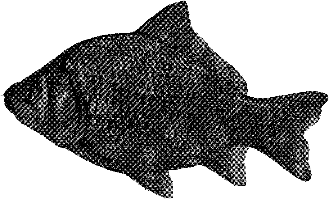 Method for distant hybridization between subfamilies of red crucian carps and xenocypris davidi bleekers