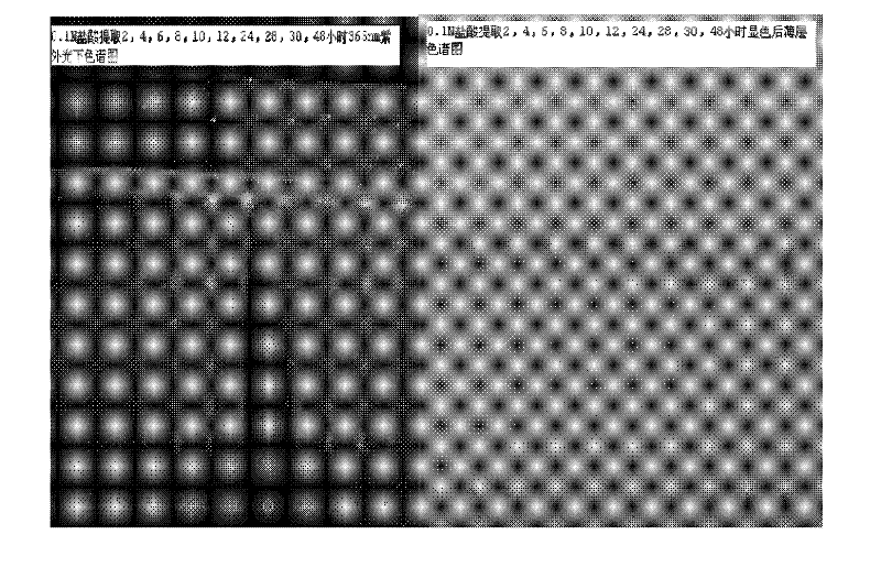 Method for preparing sinomenine hydrochloride cataplasma